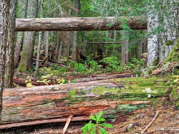 Deep Into The Forest Photography Art | InYourBackyard