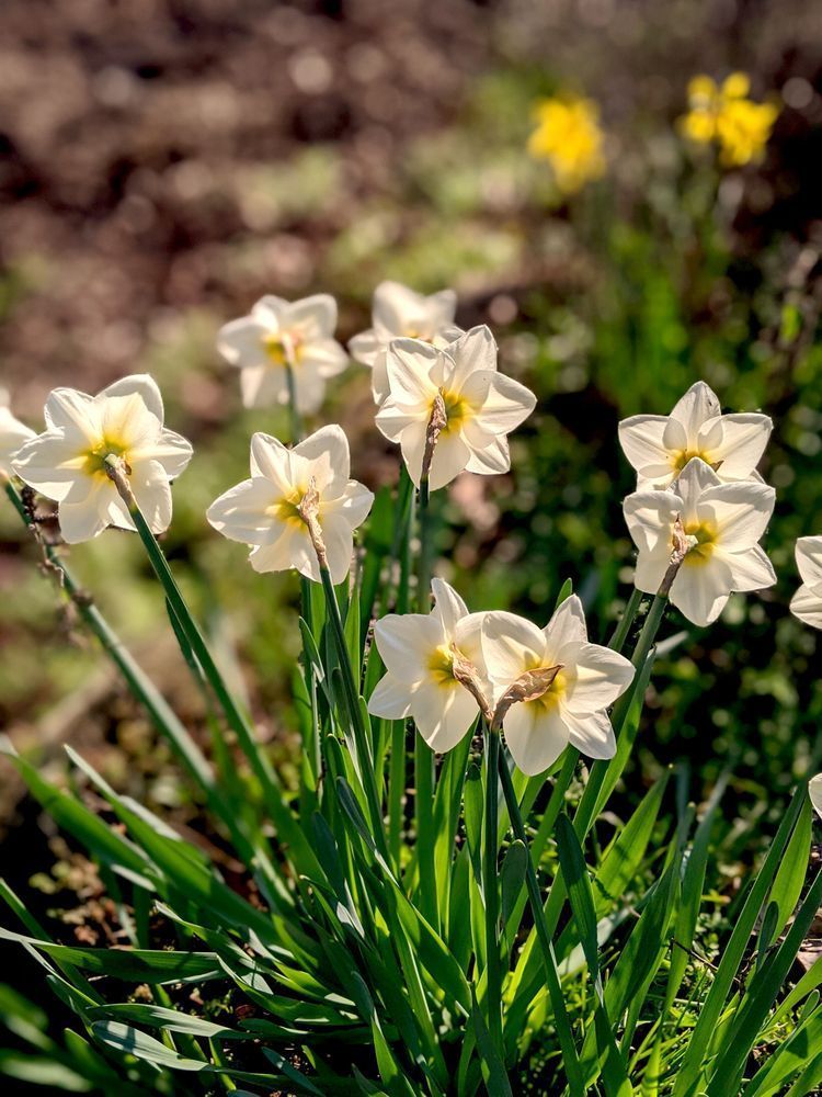 Daffodil Reversed Beauty Photography Art | InYourBackyard