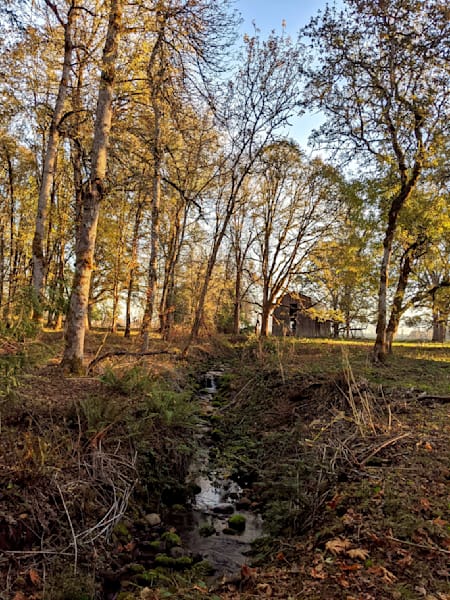 Dickie Creek   Barn Oaks Photography Art | InYourBackyard