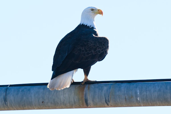 Eagle Photography Art | InYourBackyard