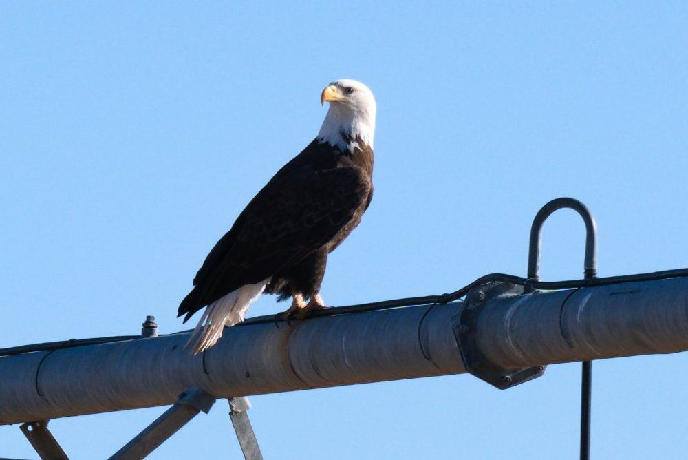 Eagle Chillin Photography Art | InYourBackyard