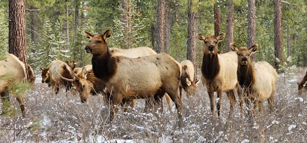 Elk Closeup In Central Oregon Photography Art | InYourBackyard