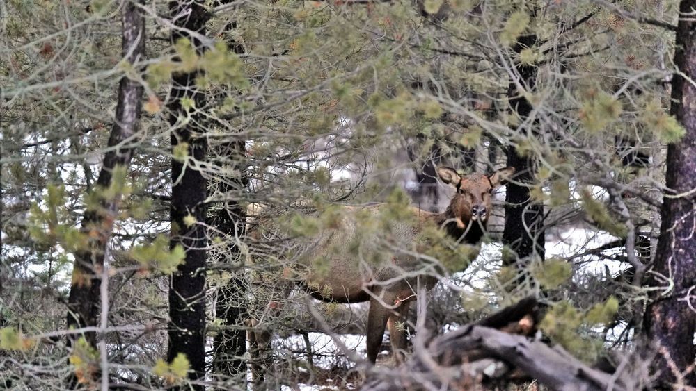 Elk Through Trees In Deschutes National Forest Photography Art | InYourBackyard