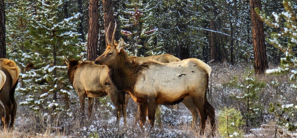Elk In The Wilderness Photography Art | InYourBackyard