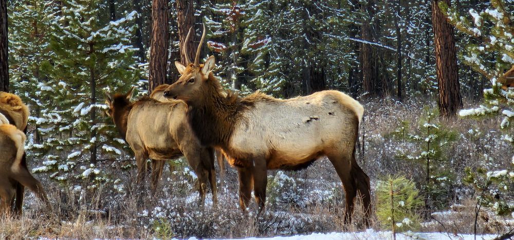 Elk In Central Oregon Photography Art | InYourBackyard