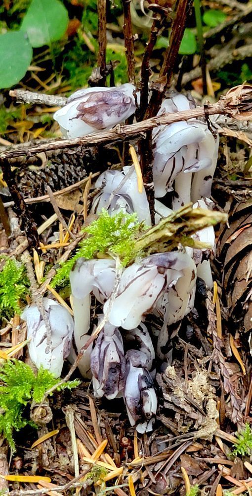 Emerging Ghost Pipe From The Forest Floor Photography Art | InYourBackyard