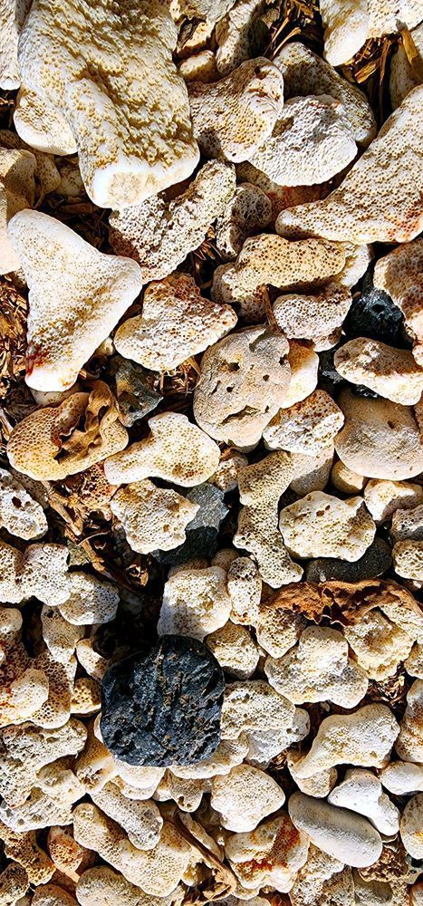 Ektite Meteorite Amidst A Collection Of White Sea Washed Coral Photography Art | InYourBackyard