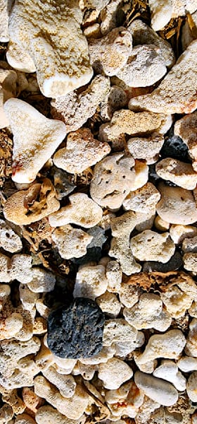 Ektite Meteorite Amidst A Collection Of White Sea Washed Coral Photography Art | InYourBackyard