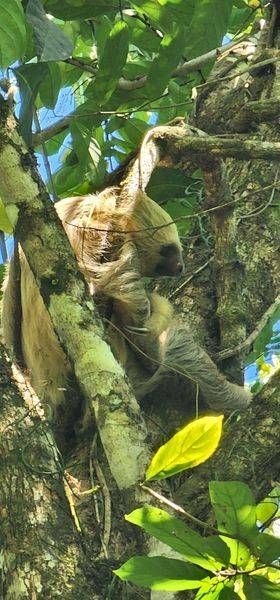 Jungle Sloth   Costa Rica Photography Art | InYourBackyard