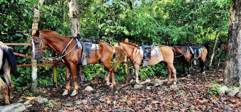 Horse Back In Costa Rica.Jpg Photography Art | InYourBackyard