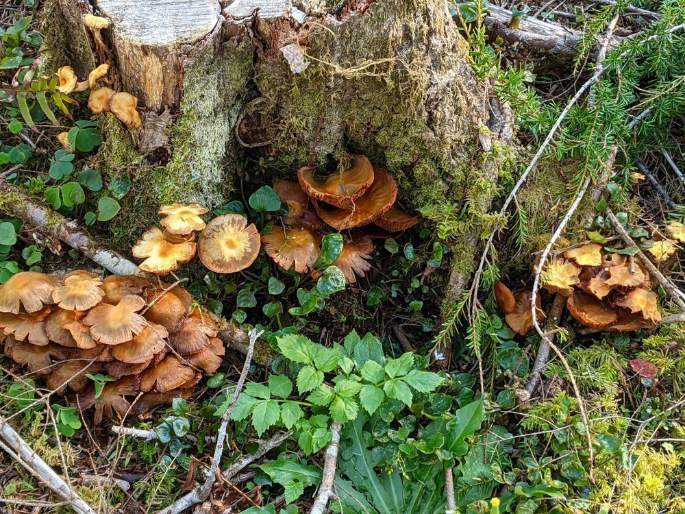Honey Mushroom Photography Art | InYourBackyard