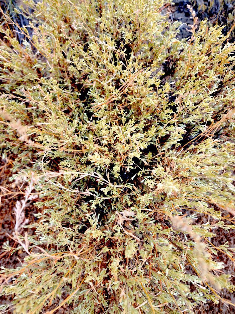 High Desert Brush Central Oregon Photography Art | InYourBackyard