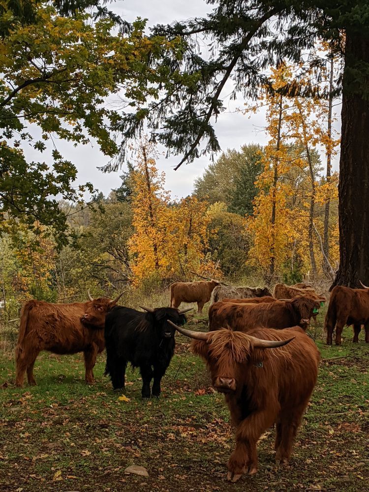 Highlander Cows Photography Art | InYourBackyard