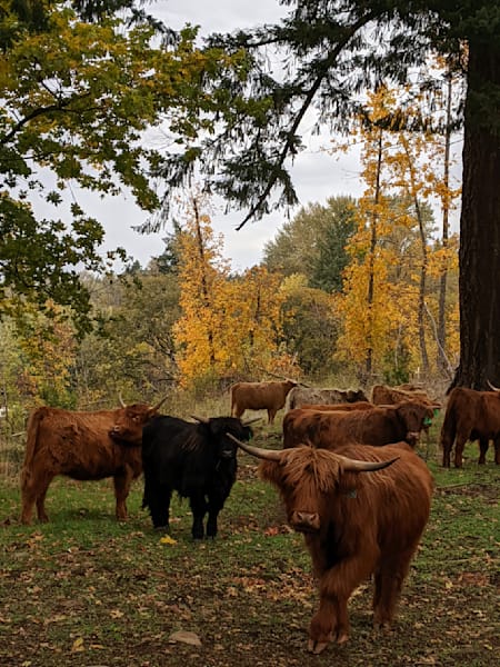 Highlander Cows Photography Art | InYourBackyard