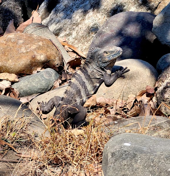 Iguana Amongst Cover.Jpg Photography Art | InYourBackyard