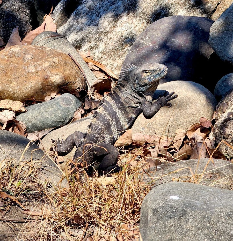 Iguana Amongst Cover.Jpg Photography Art | InYourBackyard