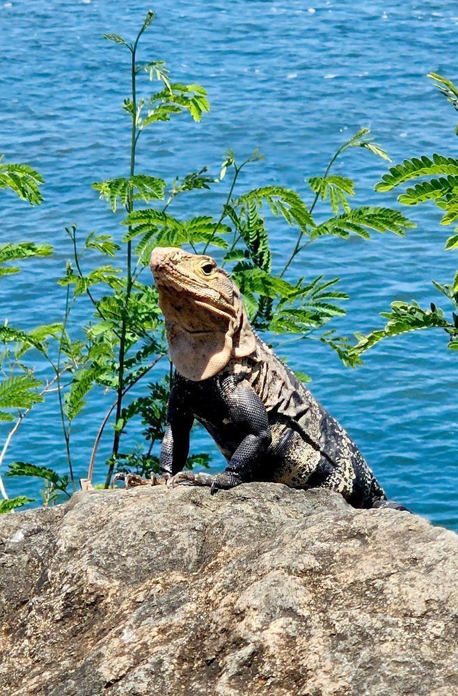 Iguana Posing In Costa Rica Photography Art | InYourBackyard
