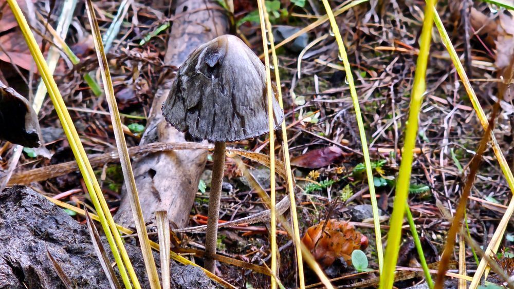 ink cap