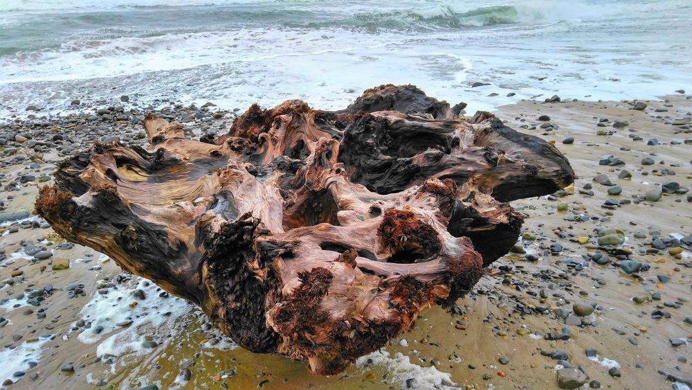 Oregon Beaches Wood Washed Ashore Photography Art | InYourBackyard