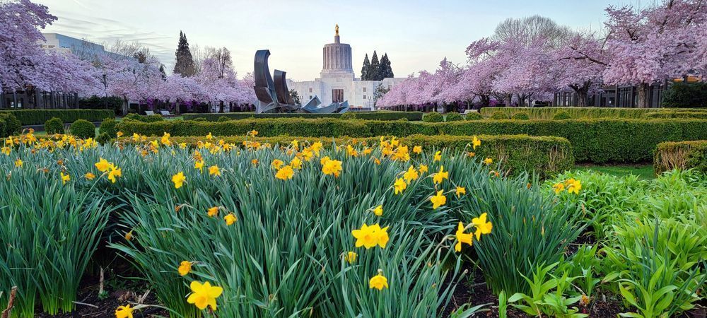 Oregon State Capitol Cherry Blossoms Photography Art | InYourBackyard