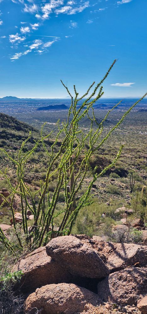 Ocotillo Arizona Desert Backdrop Photography Art | InYourBackyard