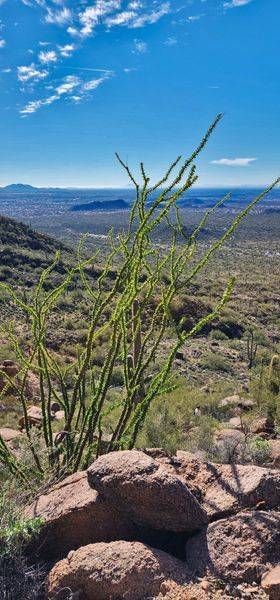 Ocotillo Arizona Desert Backdrop Photography Art | InYourBackyard