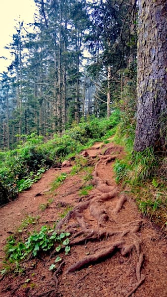 On The Trail   Cape Lookout.Xcf Photography Art | InYourBackyard
