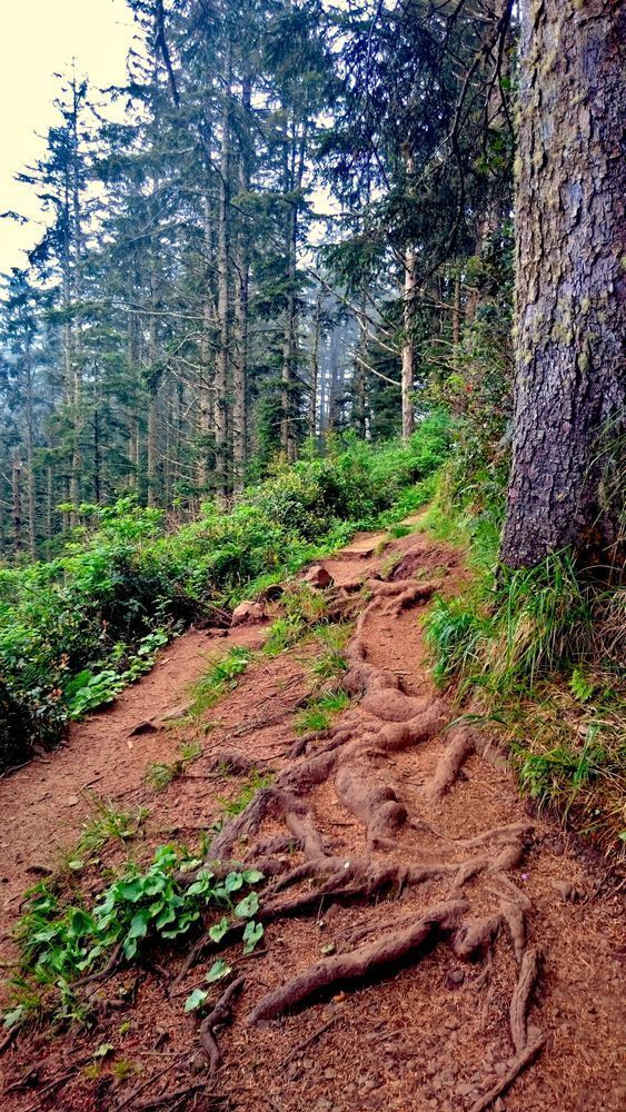 On The Trail   Cape Lookout.Xcf Photography Art | InYourBackyard