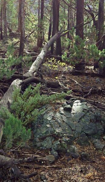 Lava Rock Among Forest Ground Cover.Jpg Photography Art | InYourBackyard