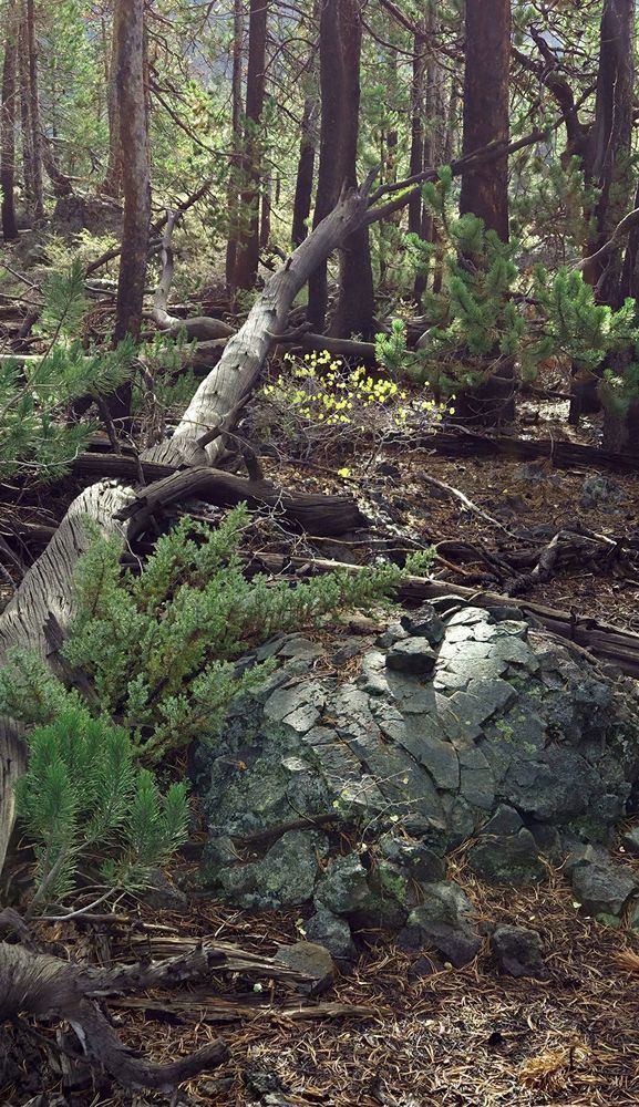 Lava Rock Among Forest Ground Cover.Jpg Photography Art | InYourBackyard