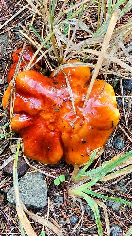 lobster mushroom