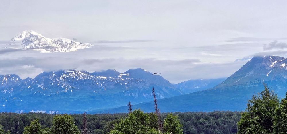 Mt Denali Eagle   Alaska Photography Art | InYourBackyard