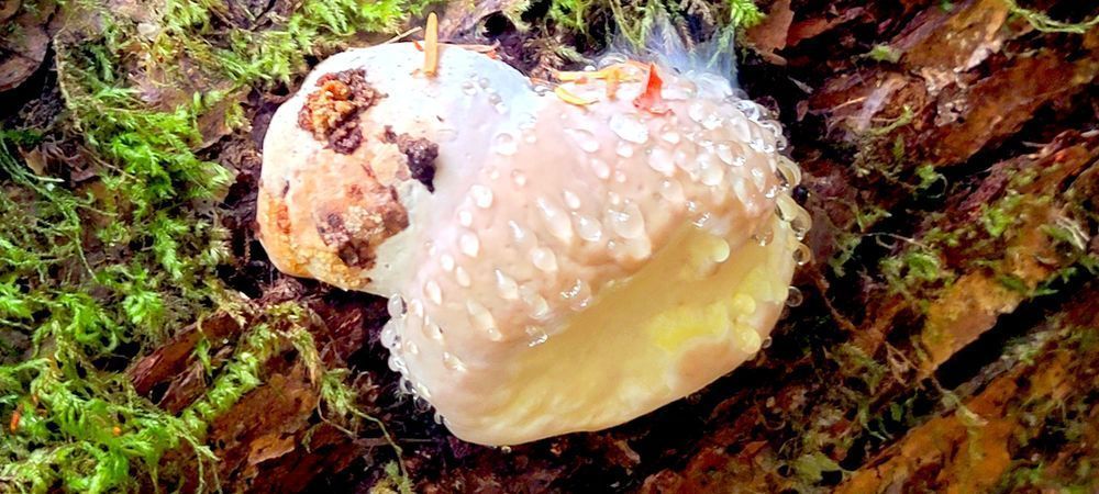 Mushroom Attached To Log Photography Art | InYourBackyard