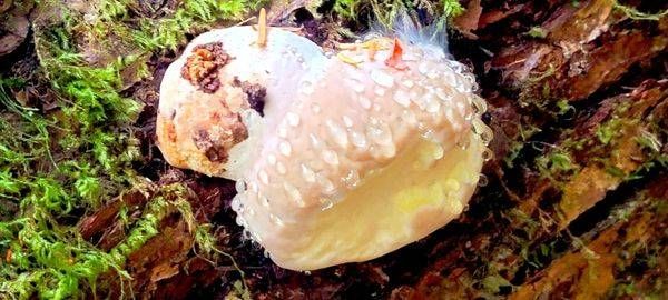 Mushroom Attached To Log Photography Art | InYourBackyard