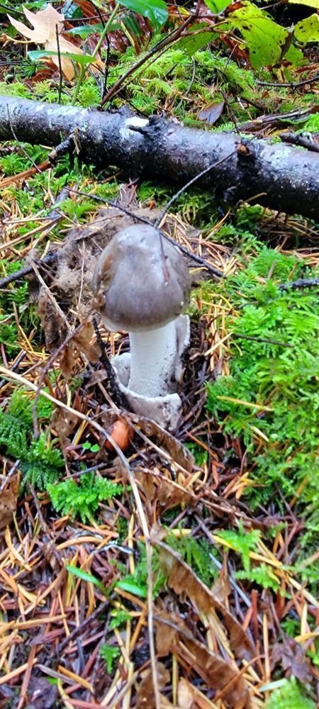 Mushroom Foilage Photography Art | InYourBackyard