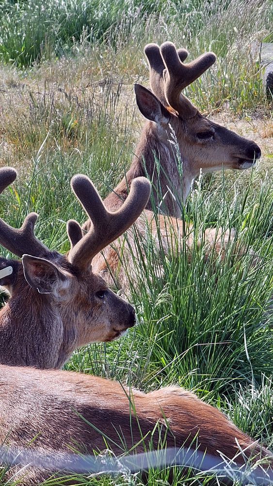 Mule Deer Photography Art | InYourBackyard