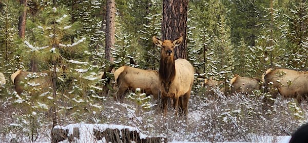 Majestic Elk Photography Art | InYourBackyard