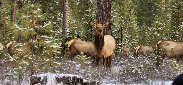 Wildlife Encounters
