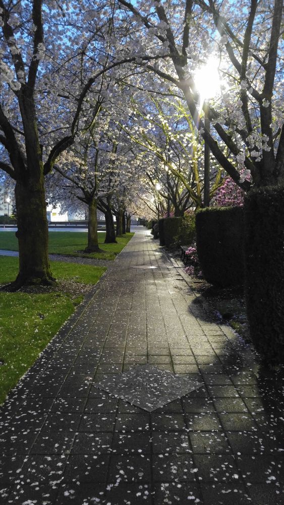 Morning Amongst The Cherry Trees Photography Art | InYourBackyard