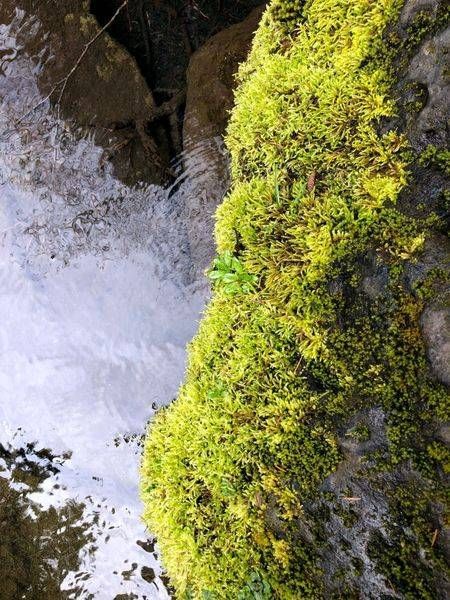 Mossy Reflections Photography Art | InYourBackyard