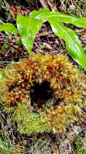 Mossy Ring Photography Art | InYourBackyard