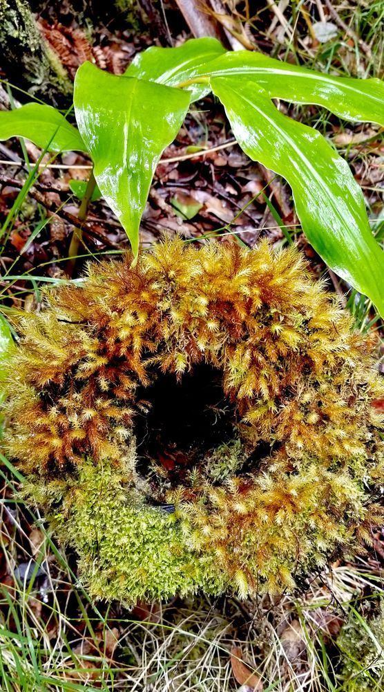 Mossy Ring Photography Art | InYourBackyard