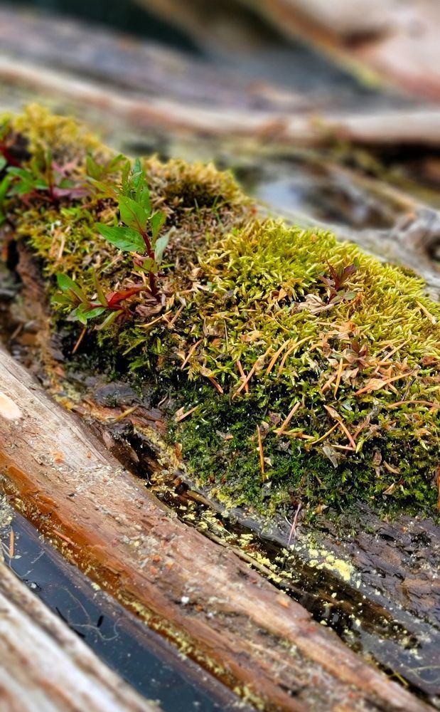 Mossy Wood Nurse Log Photography Art | InYourBackyard