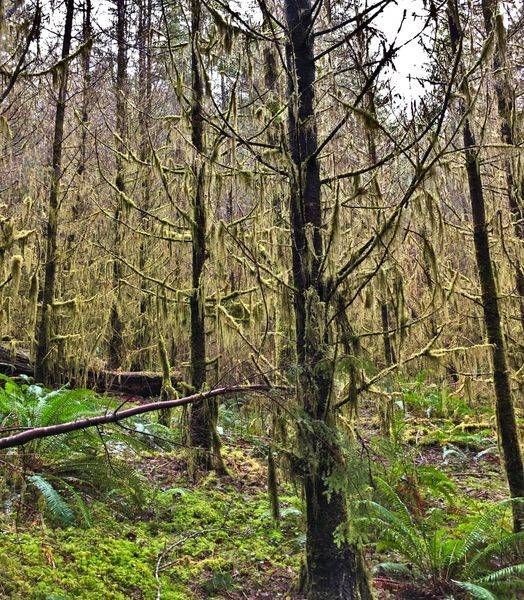 Mossy Coastal Forest Photography Art | InYourBackyard