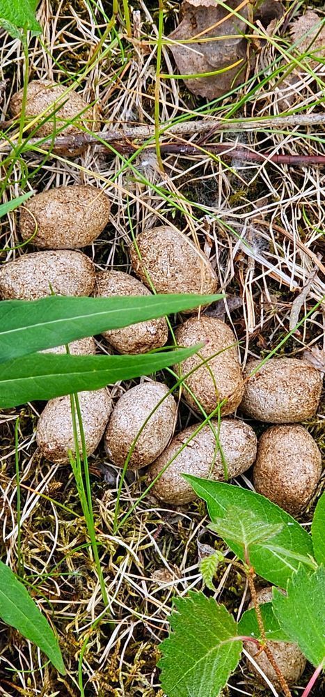 Moose Poop   Alaska Photography Art | InYourBackyard