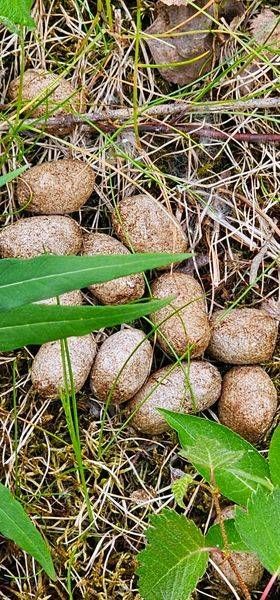 Moose Poop   Alaska Photography Art | InYourBackyard