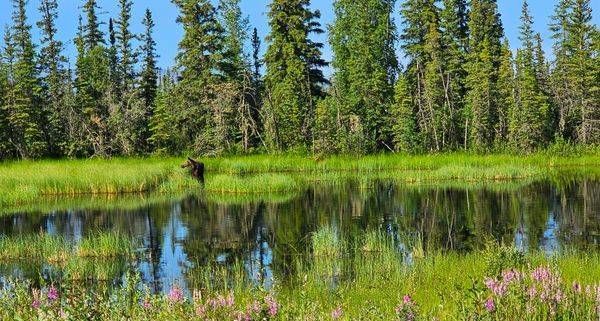 Moose Mom And Baby Alaska Photography Art | InYourBackyard
