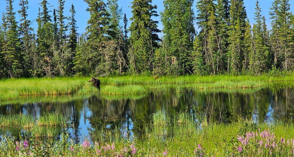 Moose Mom And Baby Alaska Photography Art | InYourBackyard