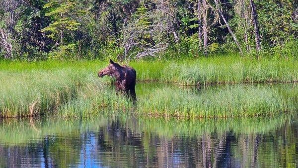 Moosey Mooserton In Alaska Photography Art | InYourBackyard