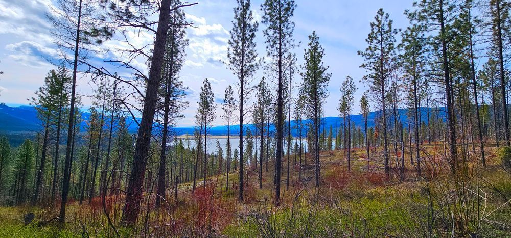 Montana Forest Photography Art | InYourBackyard